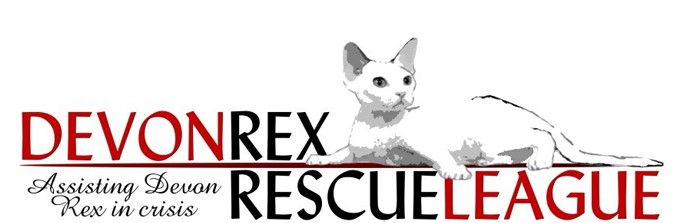 Devon Rex Rescue League
